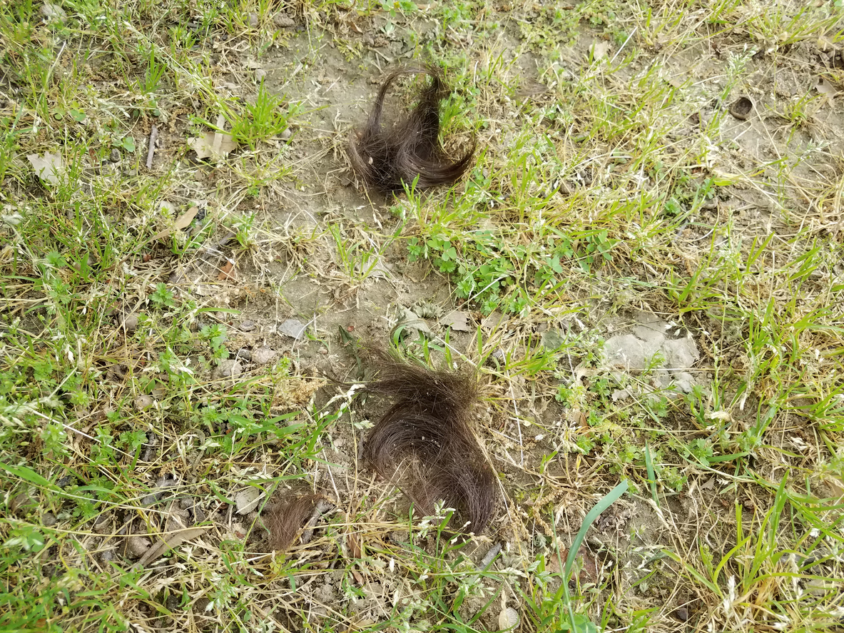 cut brown hair clippings on green grass or lawn