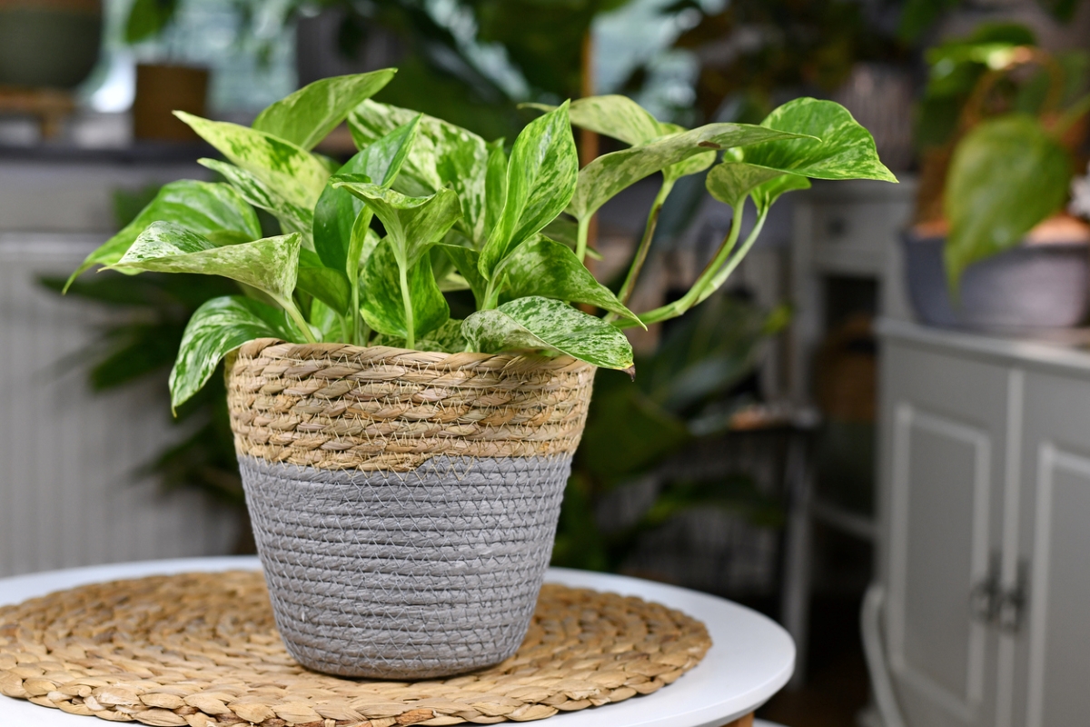 Photos houseplant in basket vase