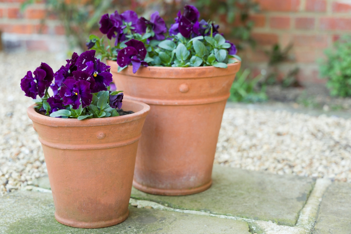 Two potted pansy plants in terracotta pots.