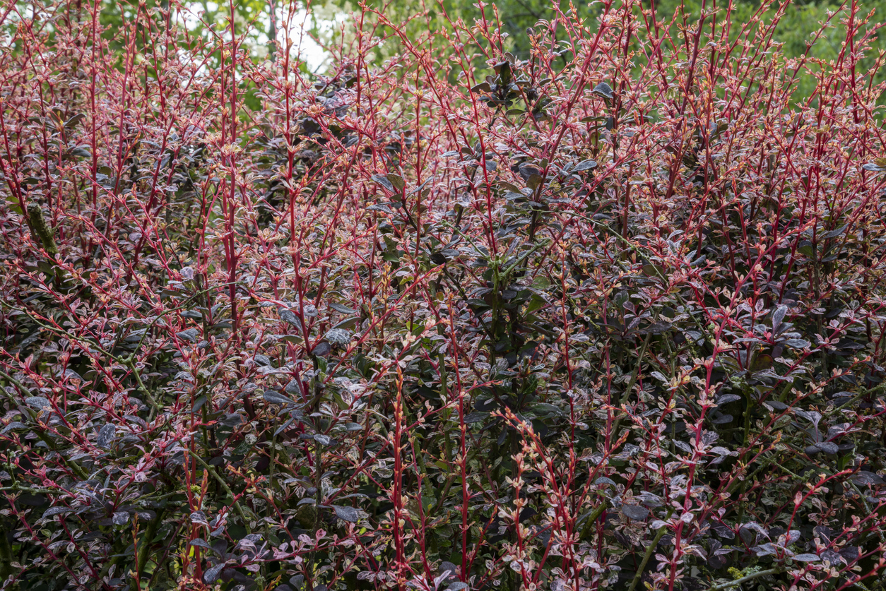 Red shoots of Japanese barberry hedging in spring with dark purple crimson leaves