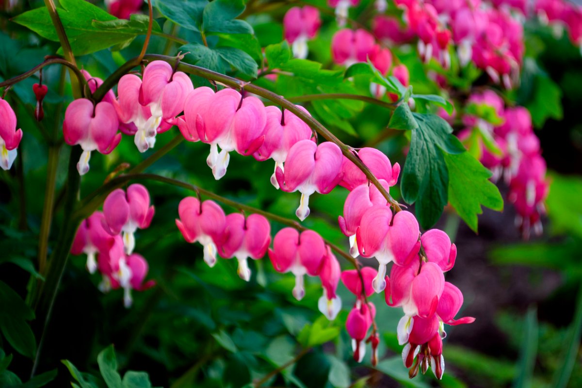 Pink Bleeding Heart flowers growing along a stem. 