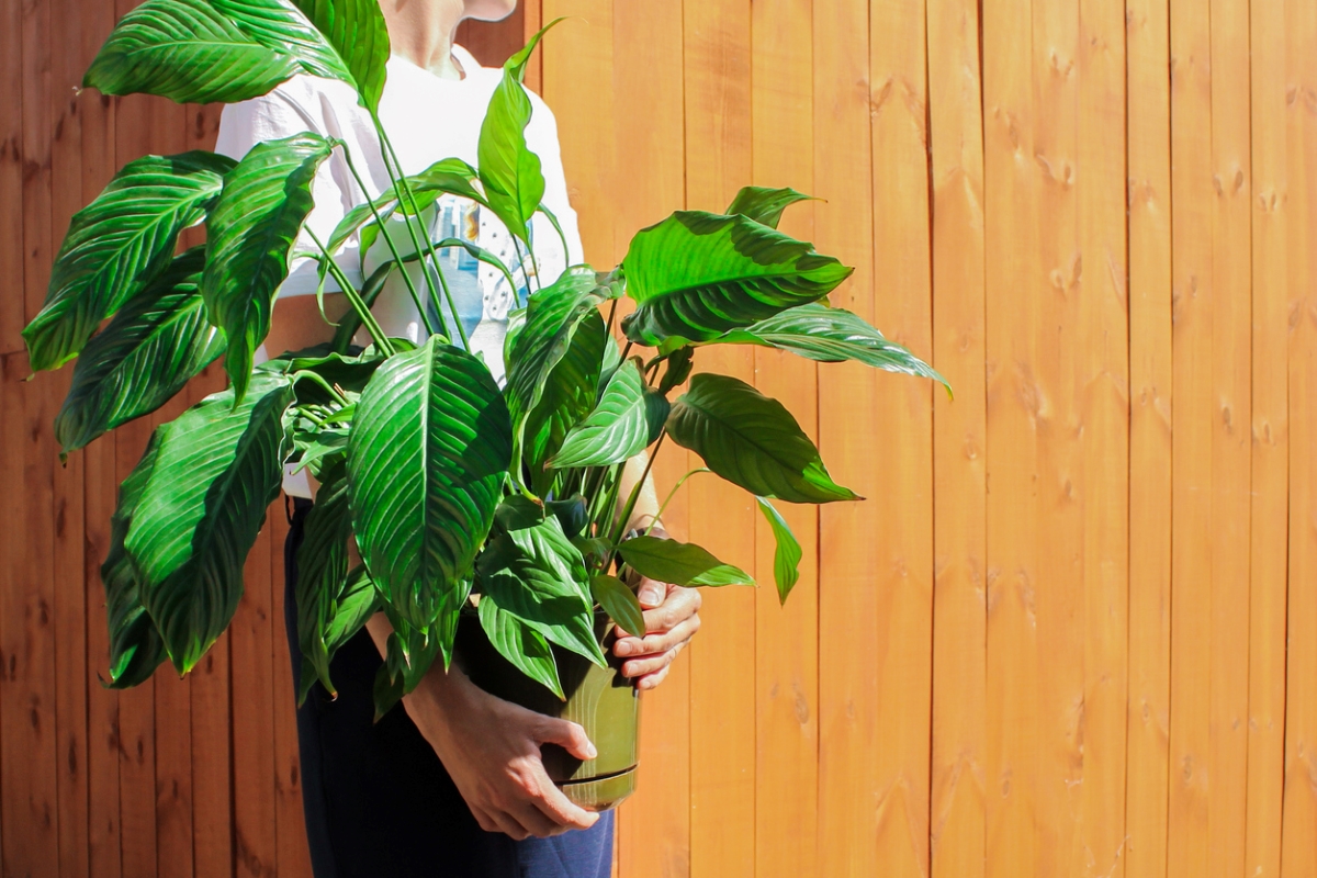Woman carrying large houseplant