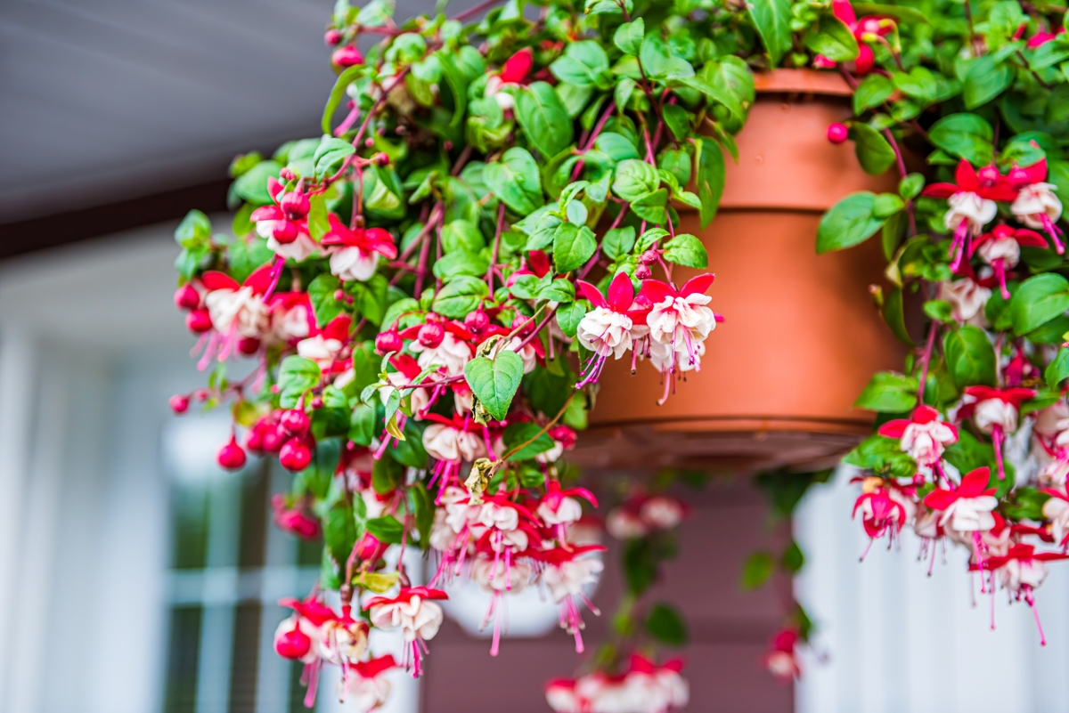 Hanging potted fuchsia plant