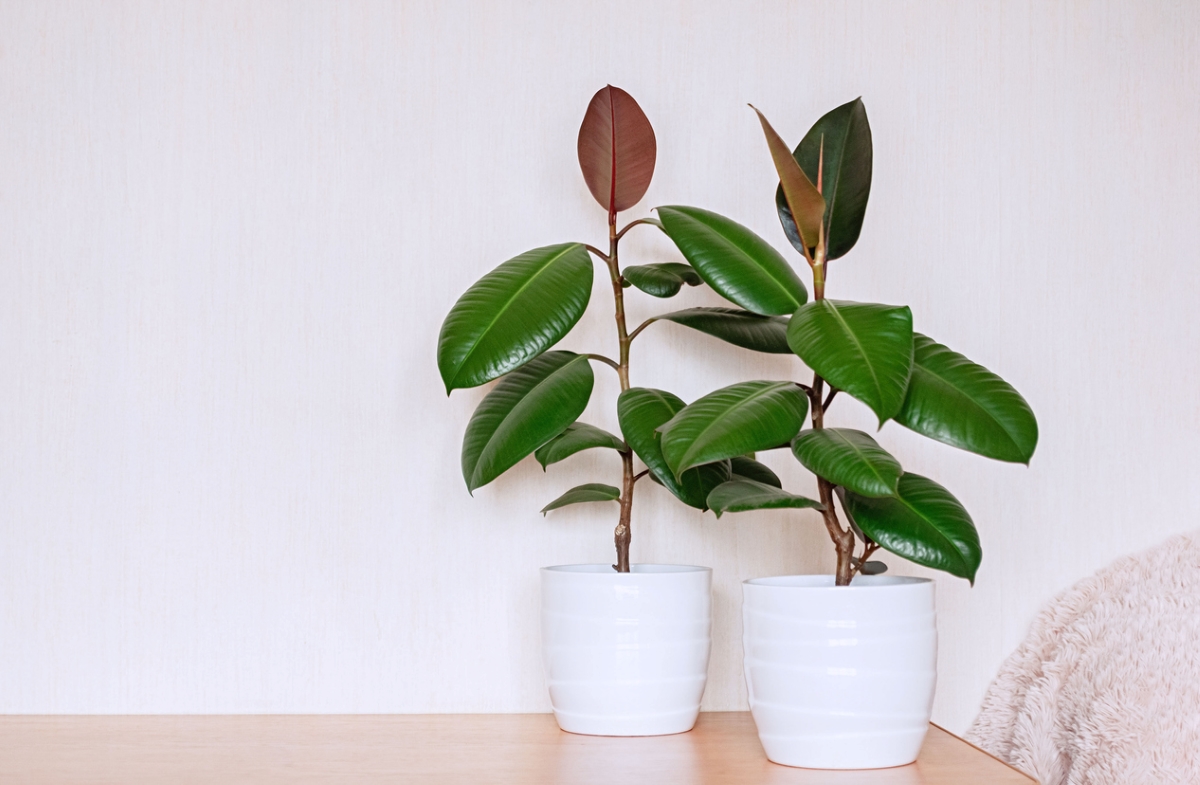 Two rubber plants