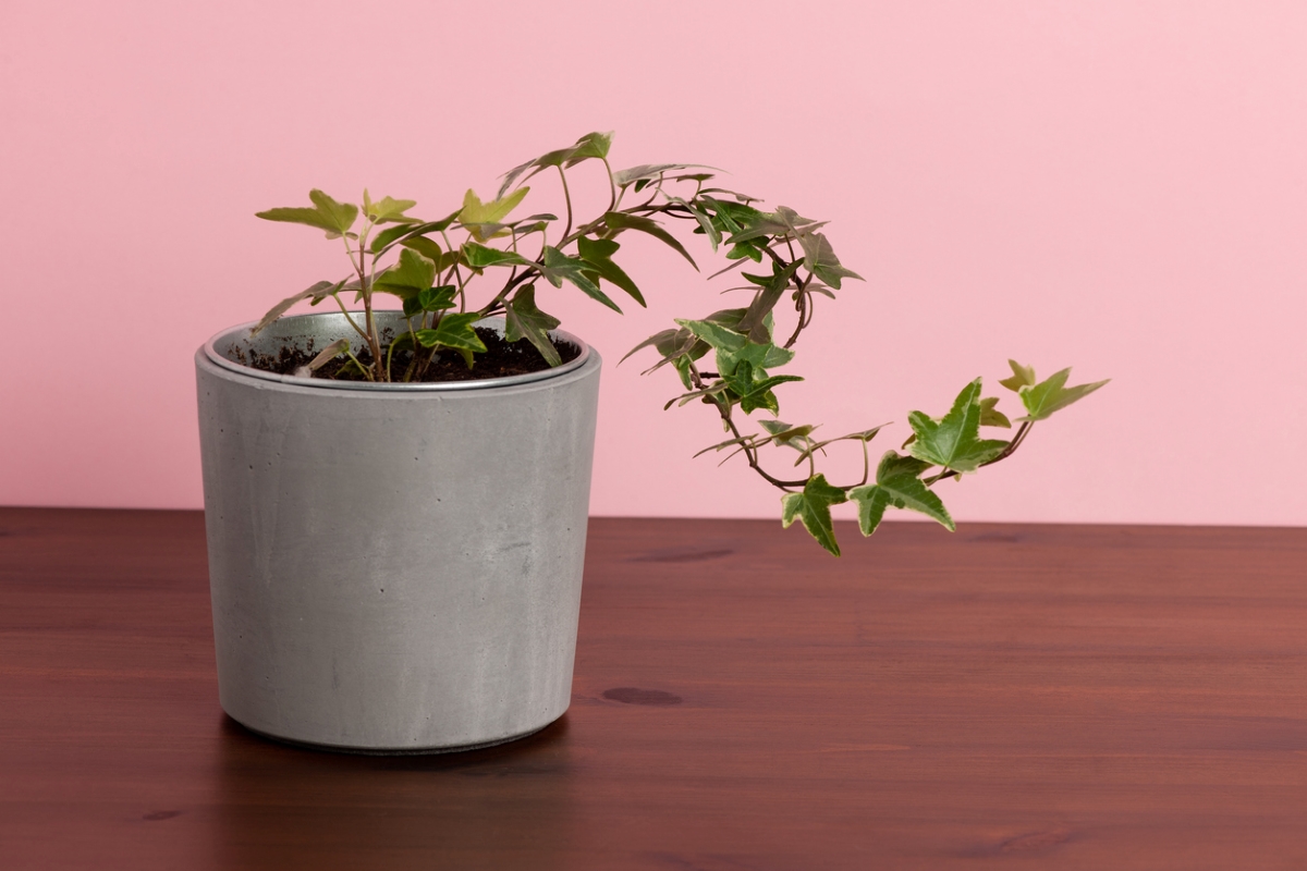 Potted ivy plant in white pot against pink wall.
