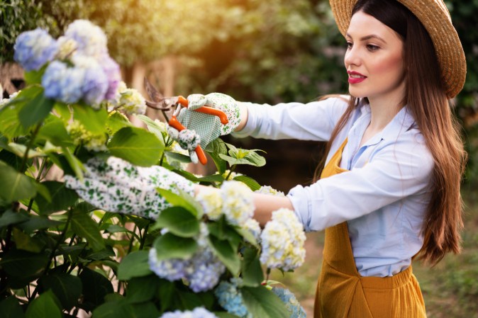 Woman pruning hydrangea