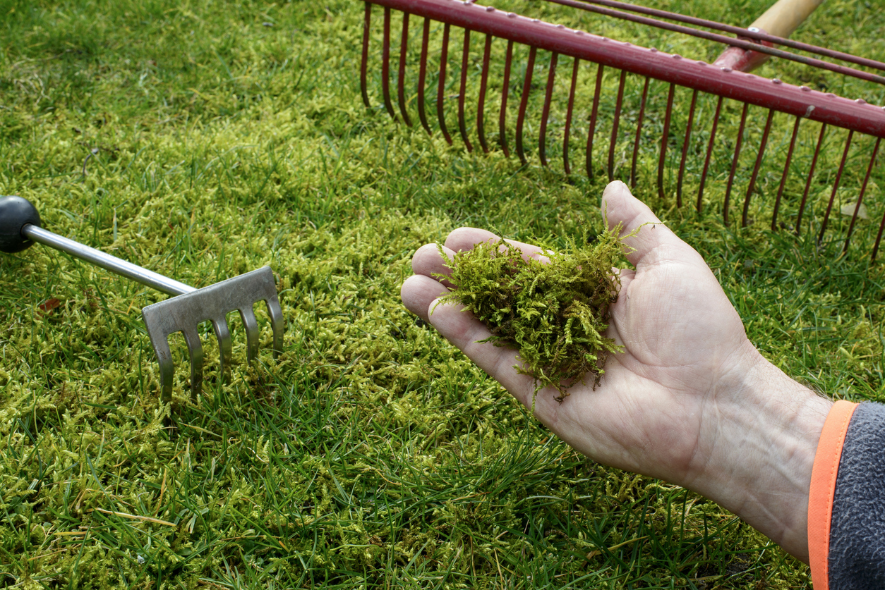 hand holding moss raked from lawn with two rakes on grass