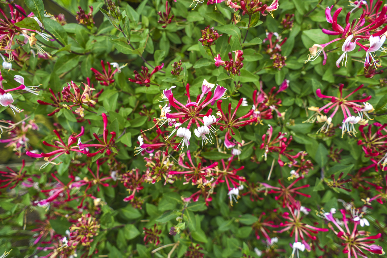 bush of honeysuckle plant with red flowers and green leaves