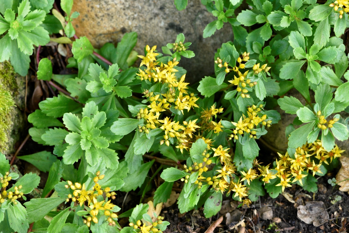 Green plant with yellow flowers