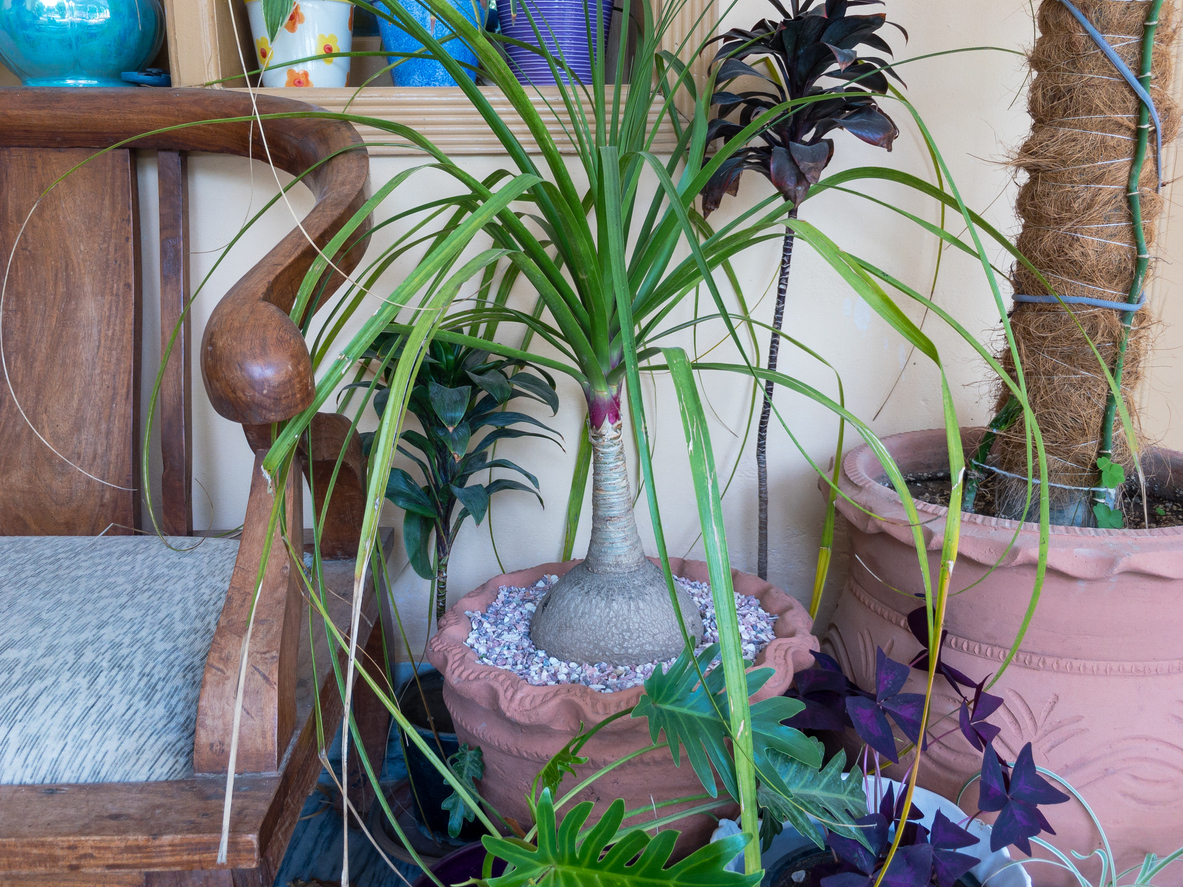 Beaucarnea recurvata, the elephant's foot or ponytail palm planted in a beautiful design pot