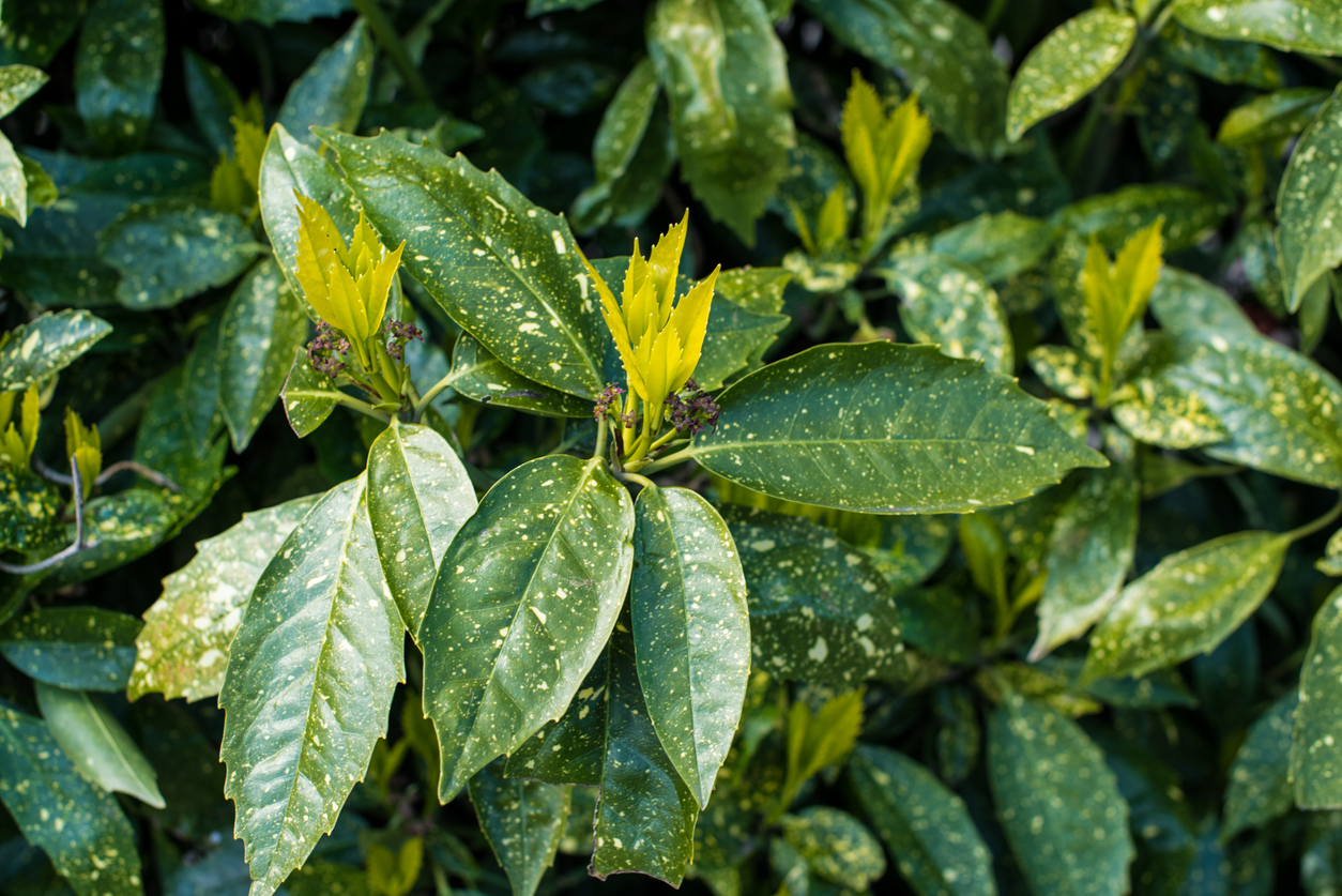close shot of green leaves of spotted laurel with yellow spots