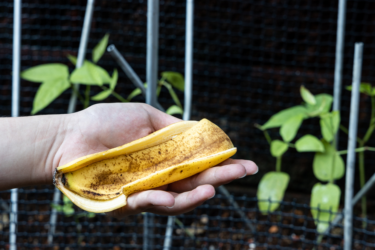 Hand holding banana peel against garden with lush plants. Good source of organic fertilizer high in potassium.