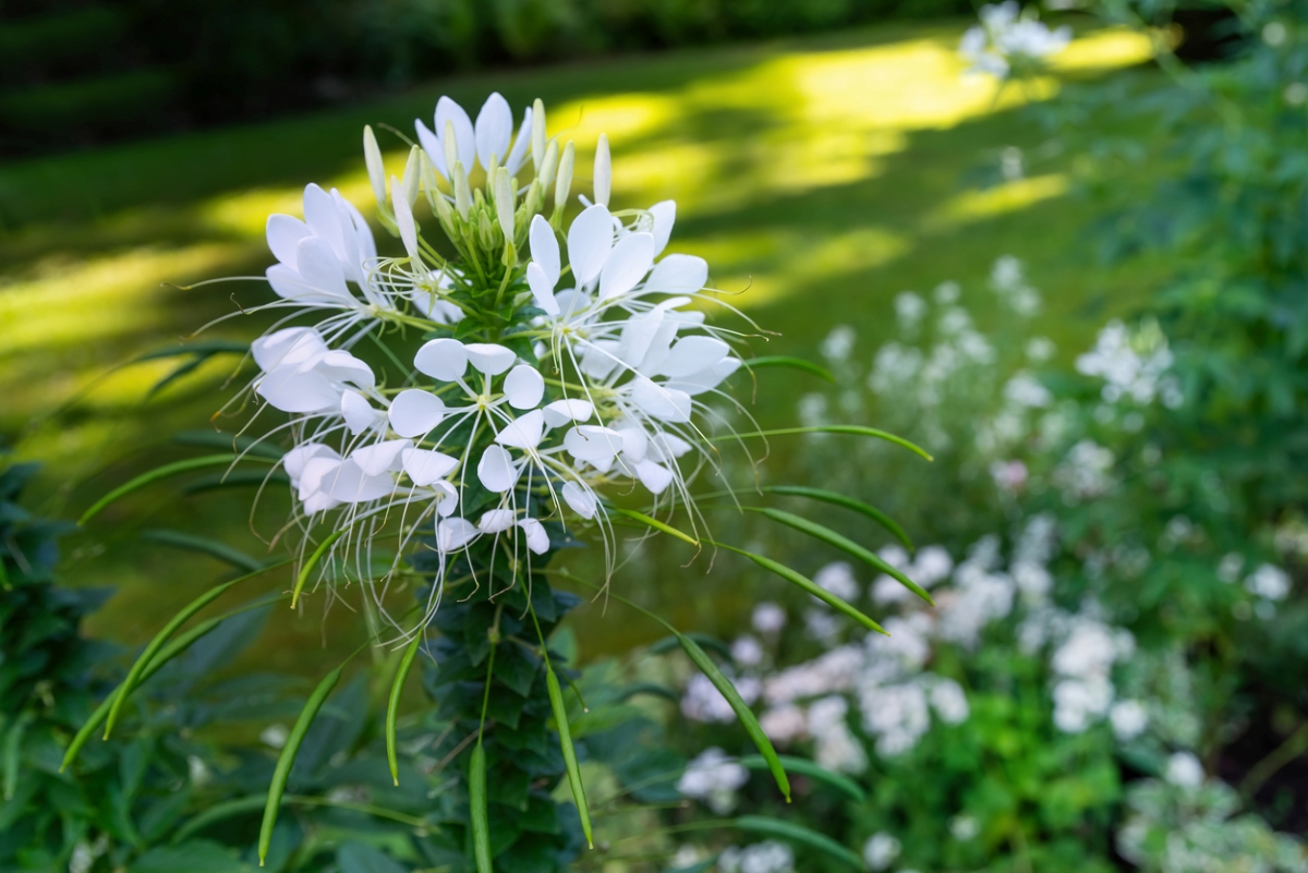 White cleome flower