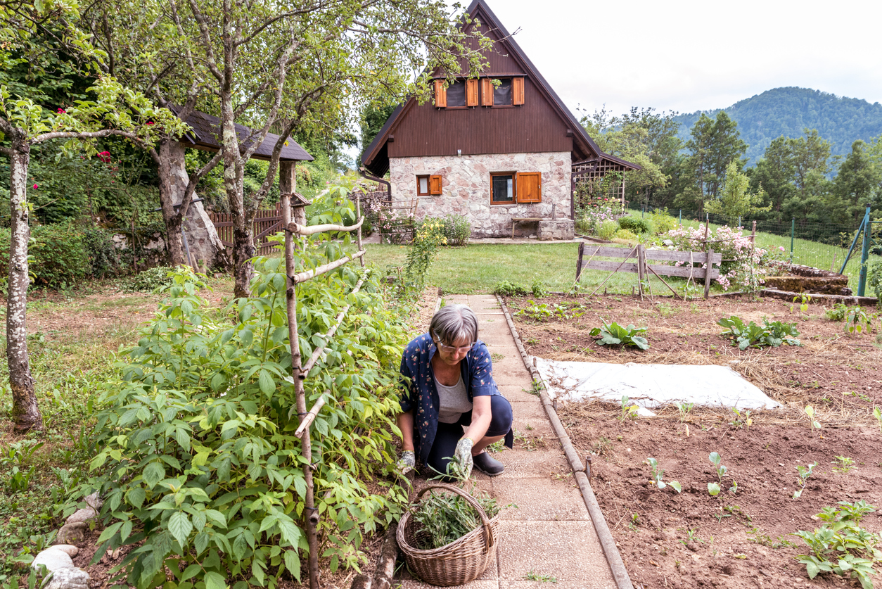 Senior Woman in Summer Afternoon Weeding the Path in the Vegetable Garden