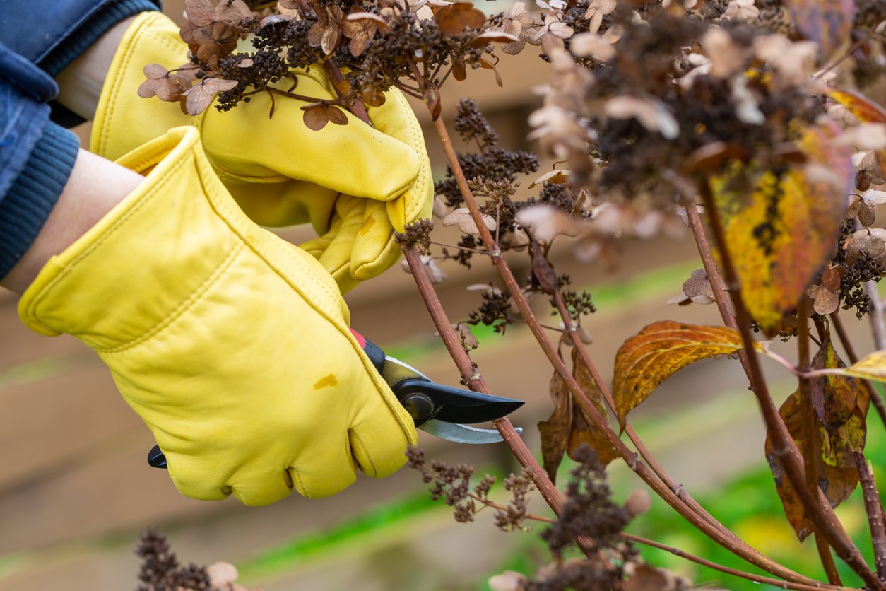 How to Prune Hydrangeas: A Step-by-Step Guide - Bob Vila