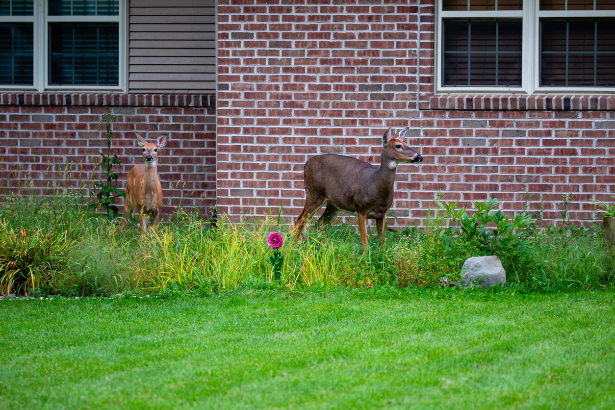 two deer standing outside of brick house in garden