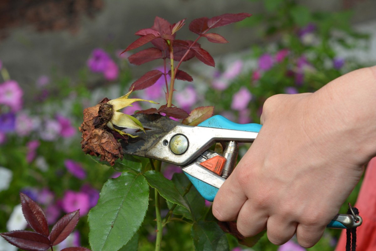 Rose care and rose deadheading in summer. A woman is deadheading, cutting off faded rose flowers for new blooms using sharp pruning shears.