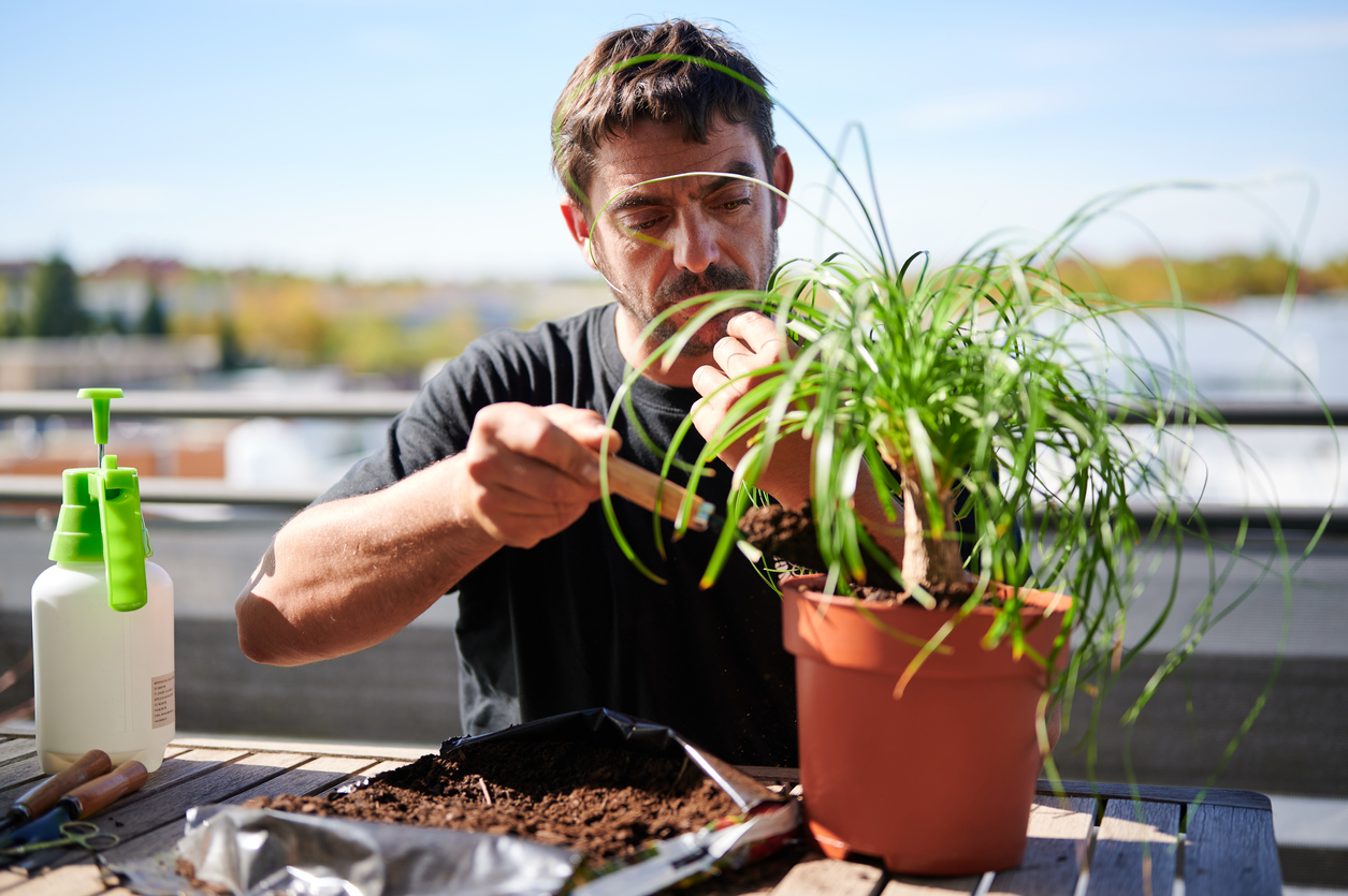 Concentrated mature male gardener transplanting green ponytail palm while putting soil with shovel in pot and sitting at table on terrace in summer