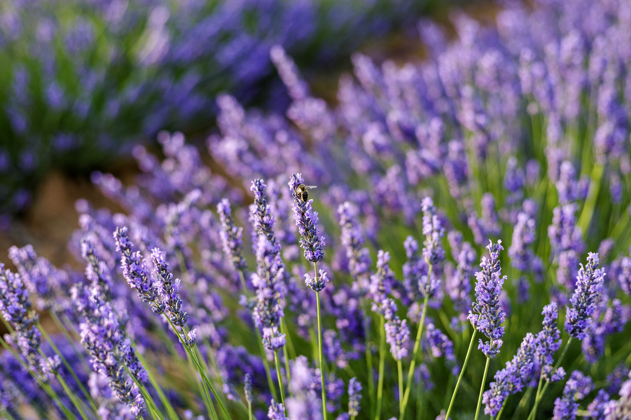 stalks of purple lavender in garden