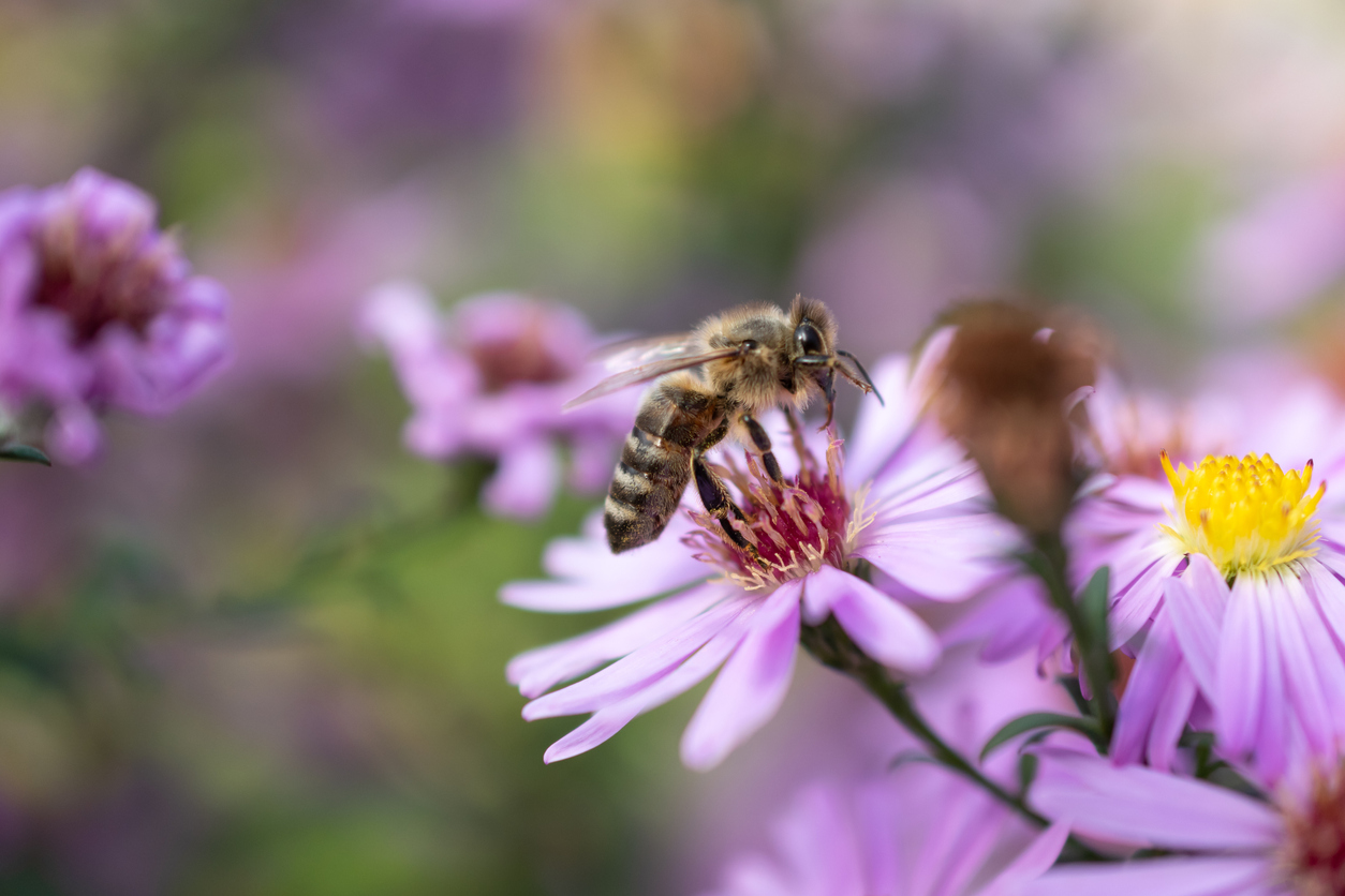 a-bee-gets-pollen-from-purple-flowers