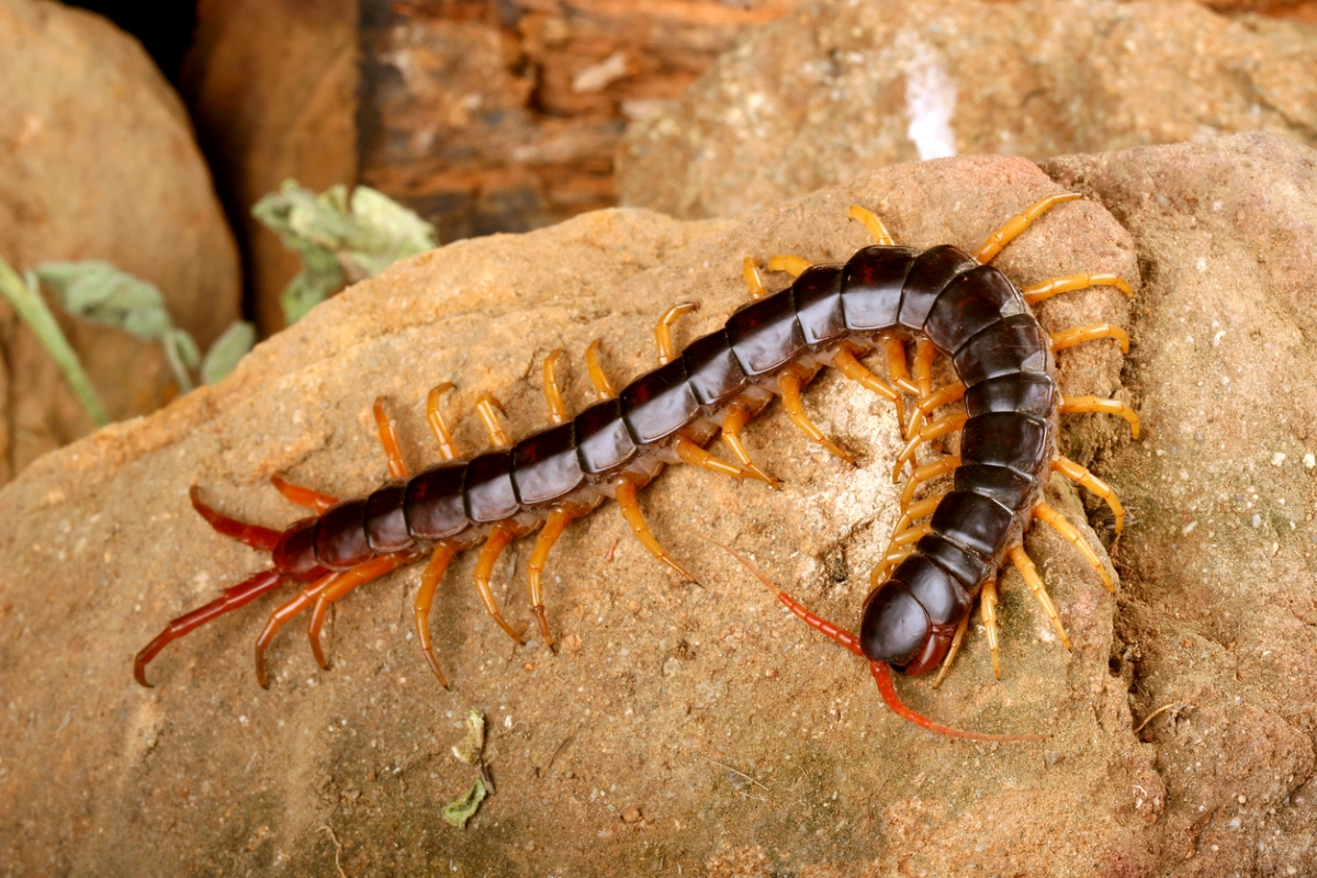 Centipede on rock