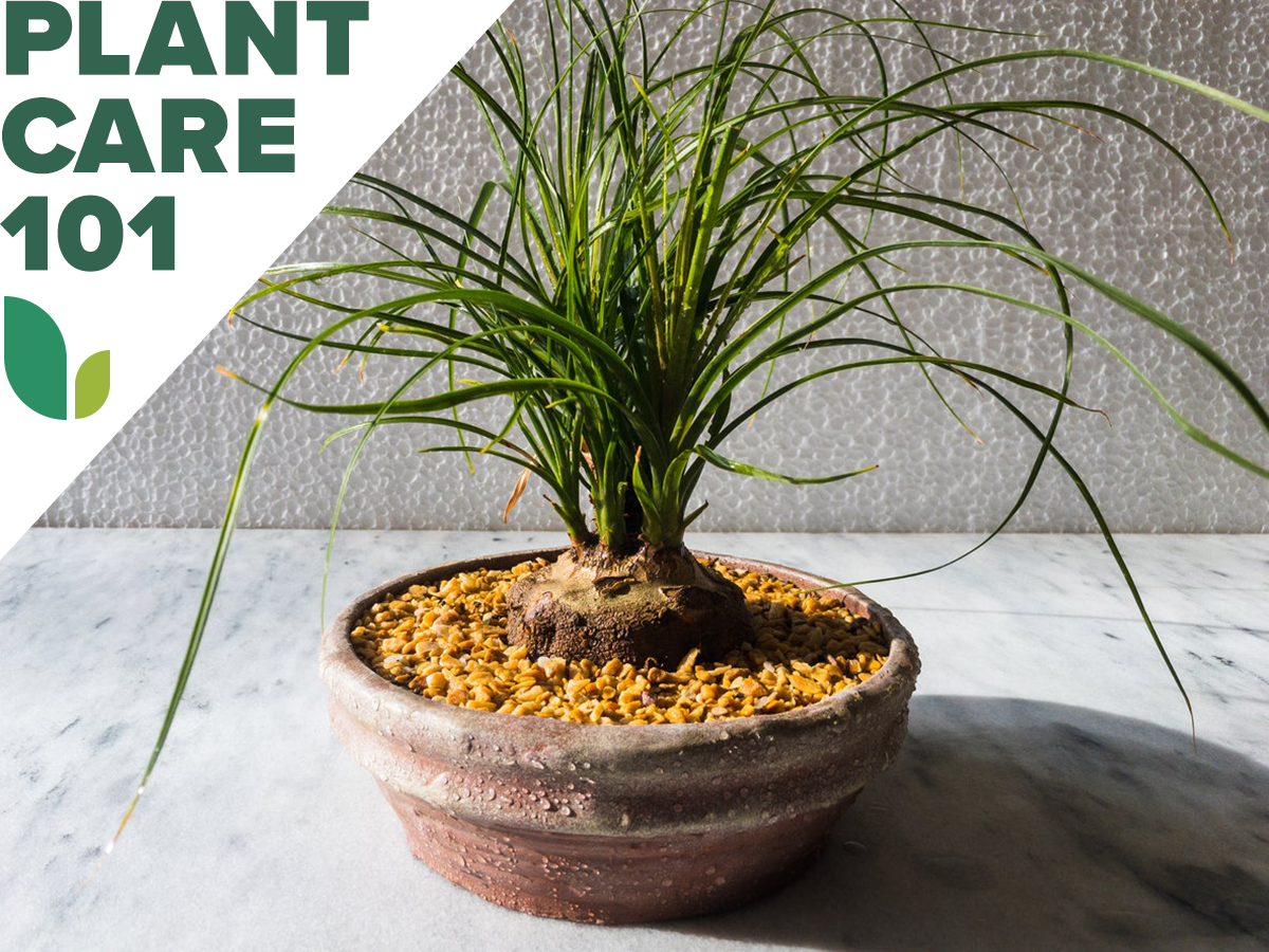 ponytail palm houseplant on countertop with Plant Care 101 graphic overlay