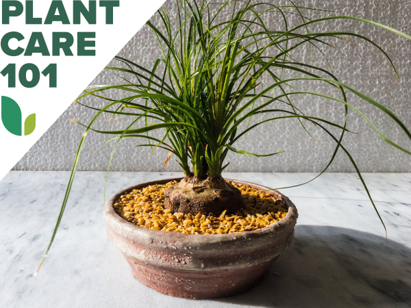 This Ponytail Palm Care Guide Will Start You Off on the Right Foot