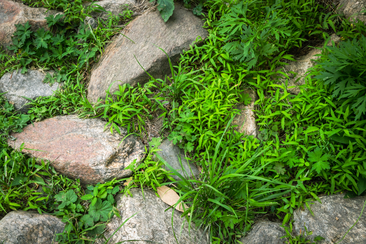 overhead view of several rocks in grass