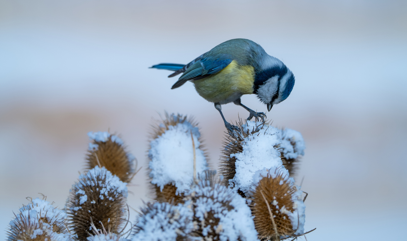 Blue songbird eating from plant with snow on it