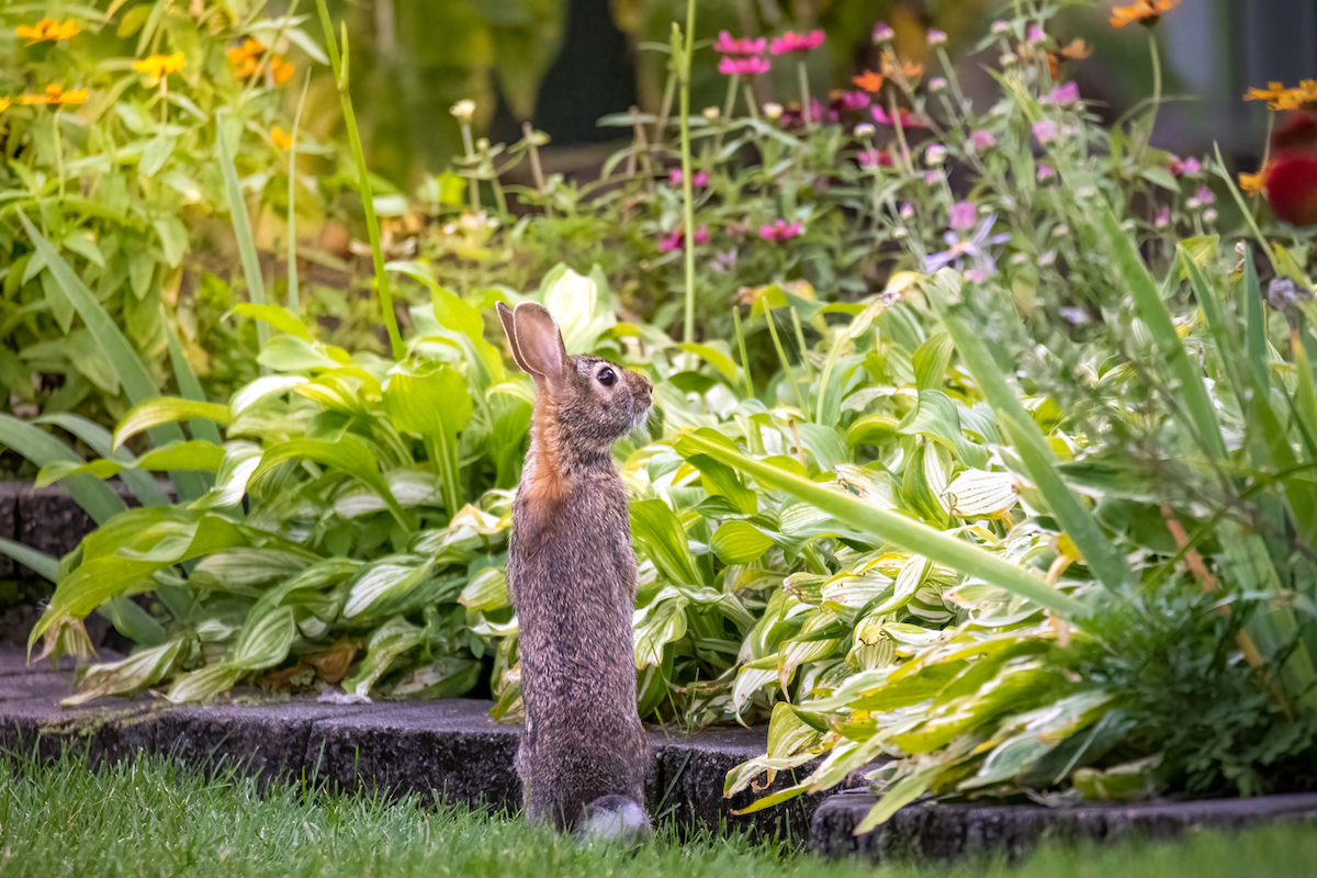 mother rabbit looking at flower bed in home landscape