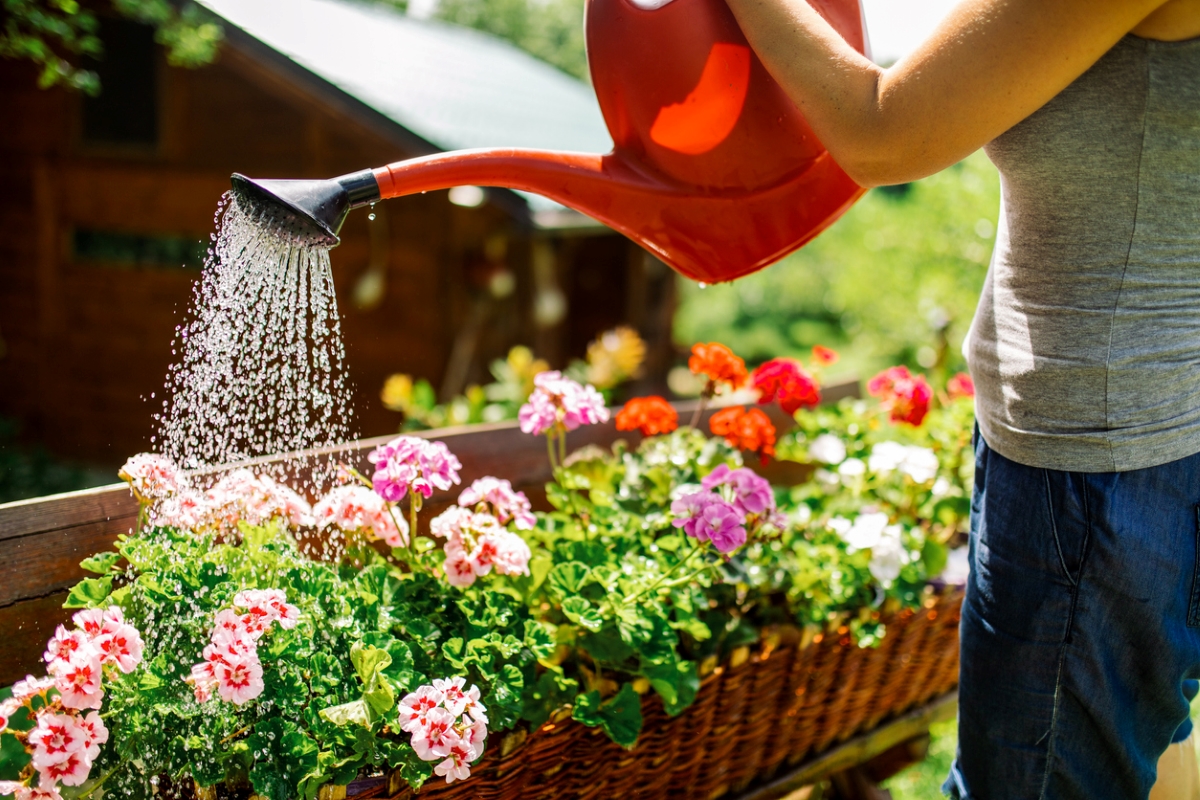 Woman watering potted flowers
