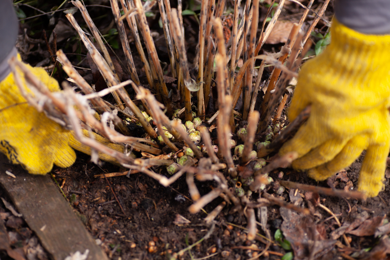 Closeup of hands in work gloves cleaning land from dry grass and leaves around hydrangea growing on wet ground in garden in daytime. Outside leisure activity for nature lovers living country.