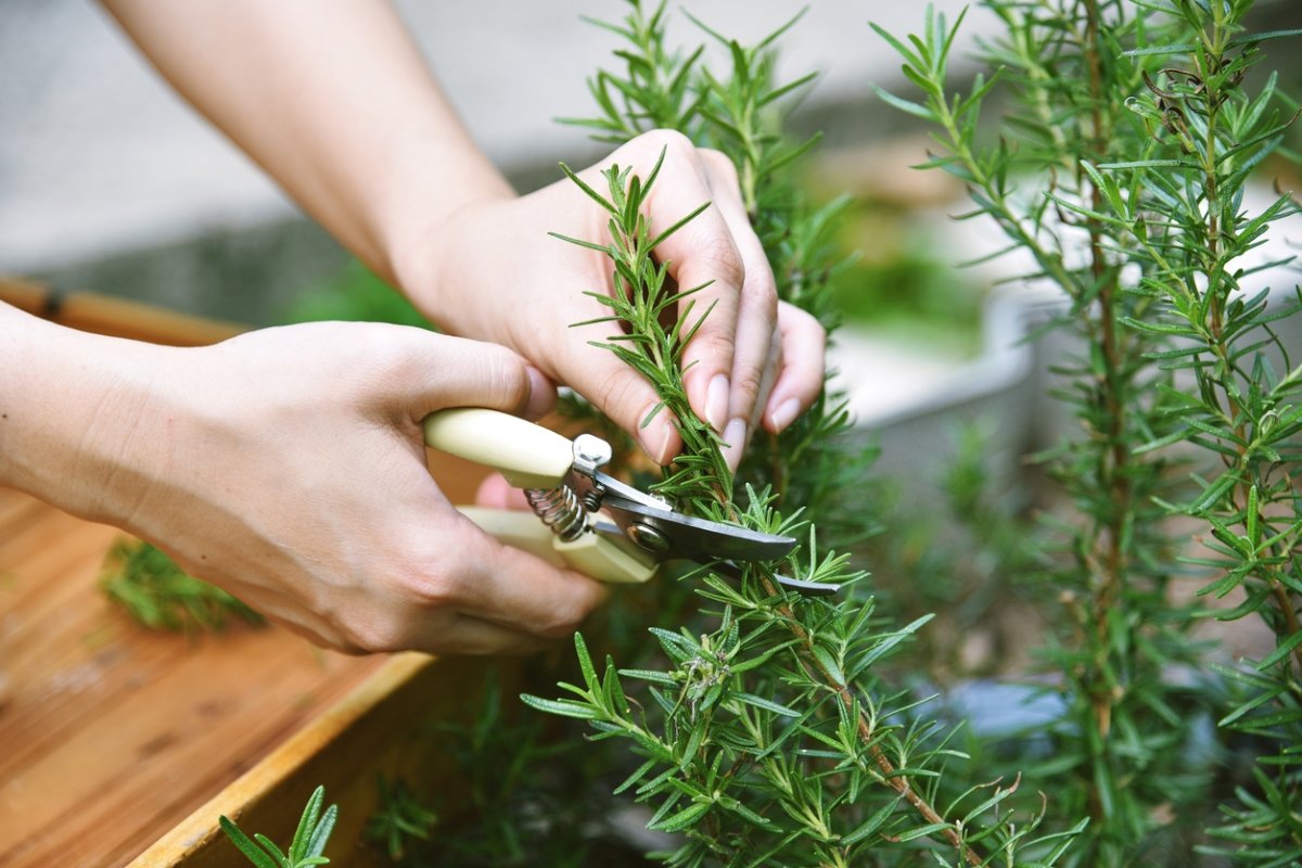Person snipping rosemary leaves from a rosemary bush.