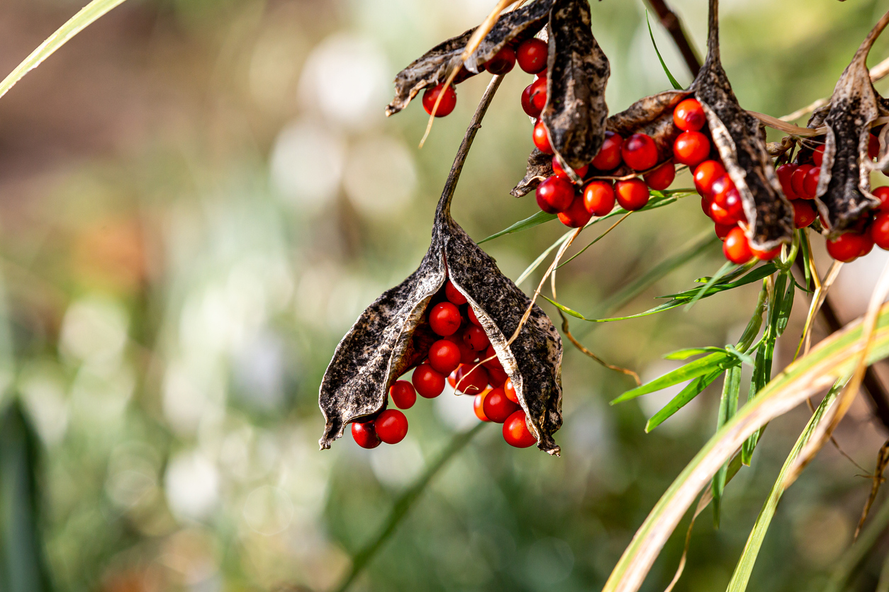 Berries on an Iris Foetidissima, also known as The Stinking Iris, on a Sunny Winters Day
