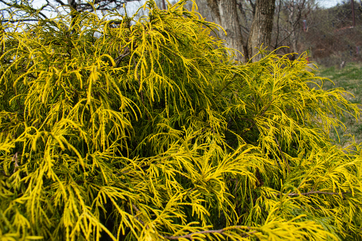 close view of sprawling coniferous yellow leaves of gold mop cypress bush