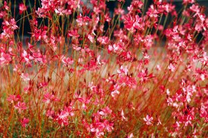 Bright pink Whirling Butterflies blooms grow up their red stems.