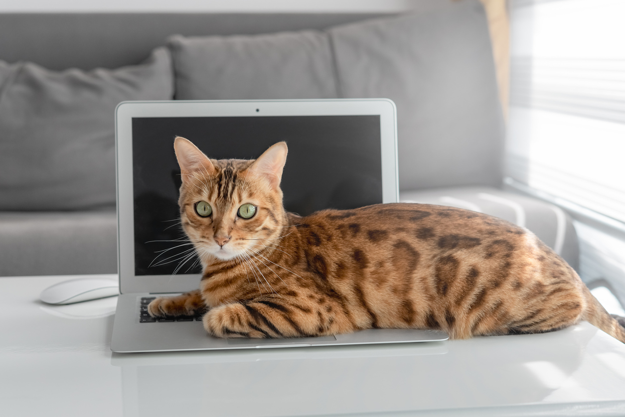 Bengal domestic cat lies on a laptop keyboard in the living room.