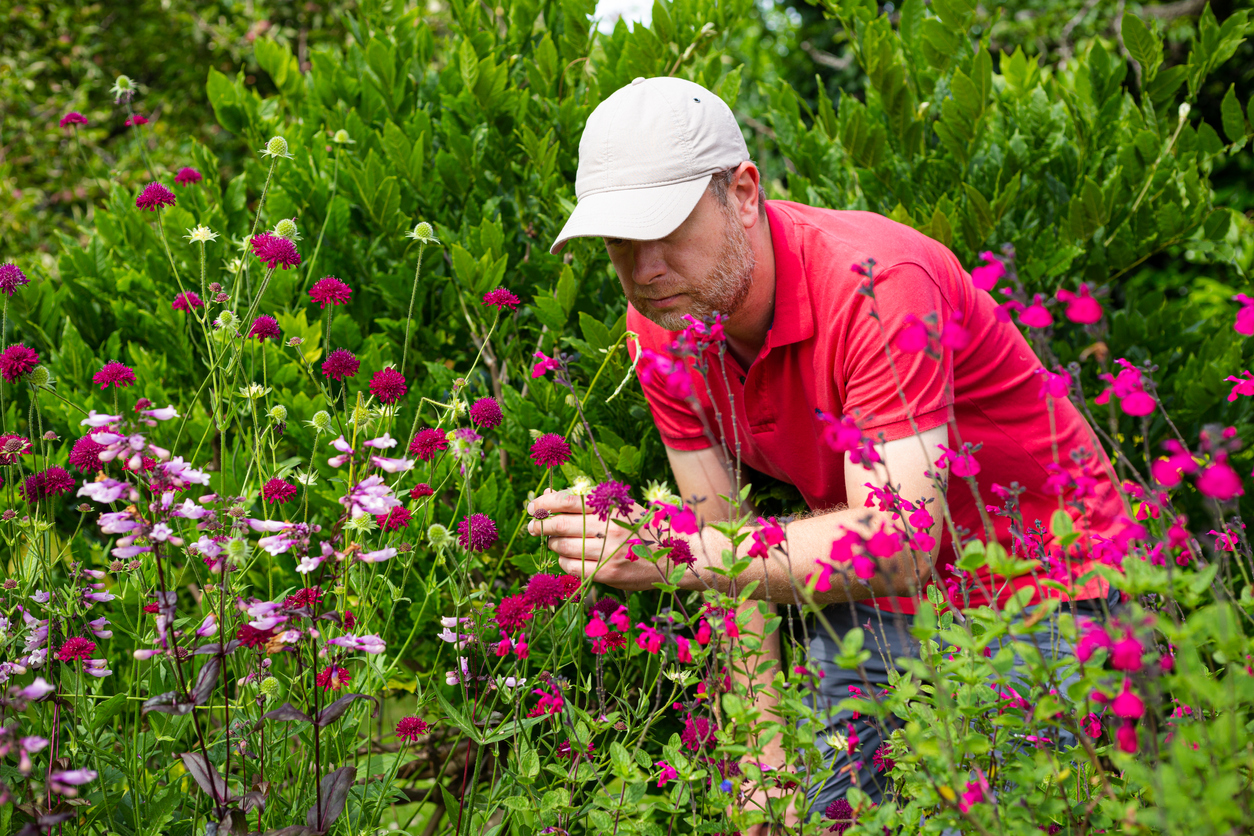Color image depicting a mid adult man in his 30s examining the flowers growing in his garden. He wears a red polo shirt and beige baseball cap.