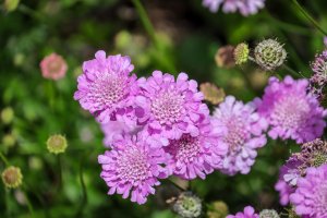 Purple Pincushion Plant flowers.