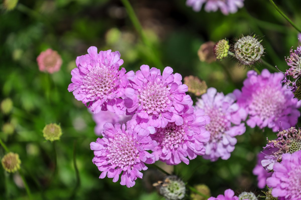 Purple Pincushion Plant flowers. 