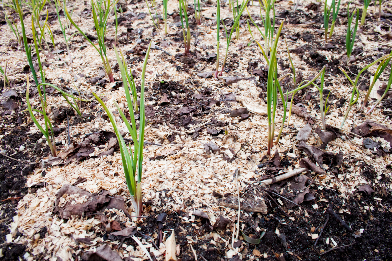 Winter garlic sprinkled with sawdust