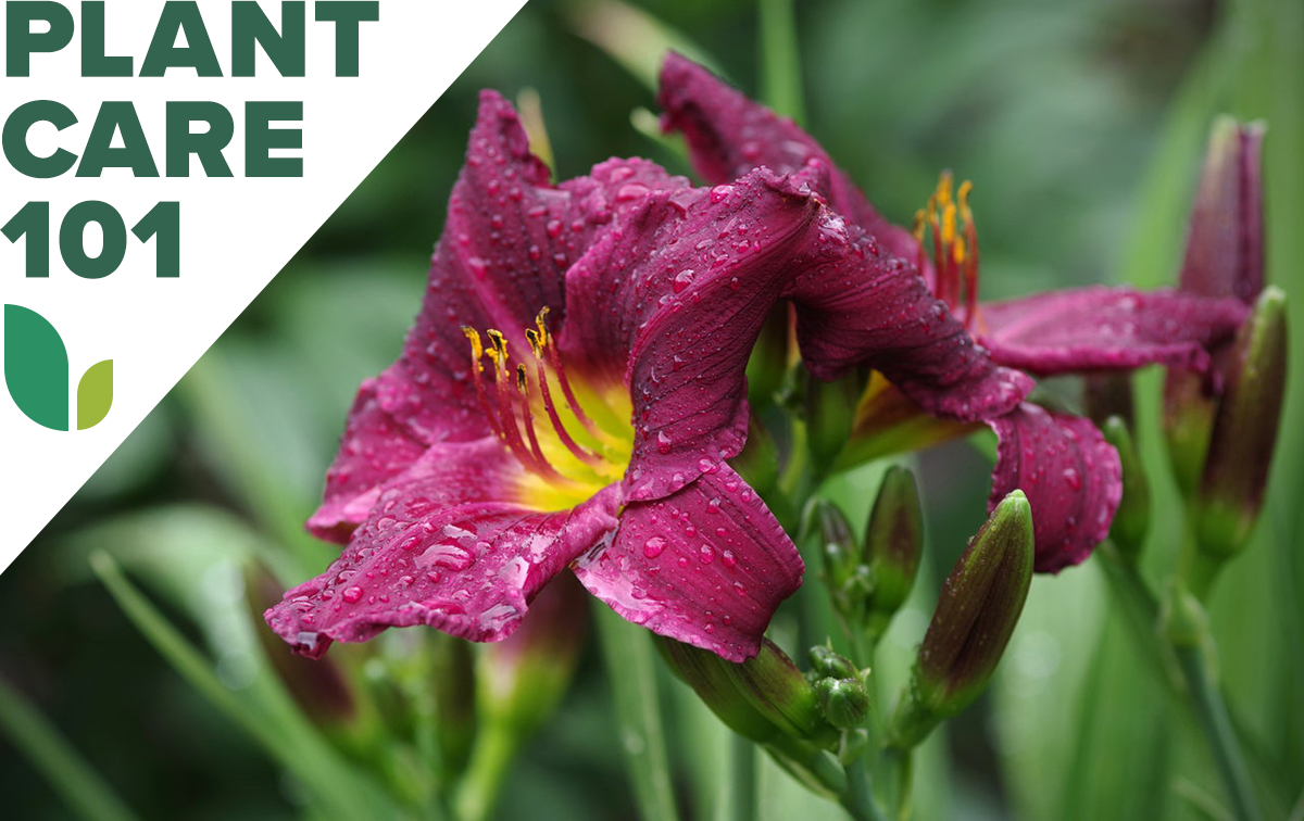 burgundy daylilies in home garden with Plant Care 101 graphic overlay