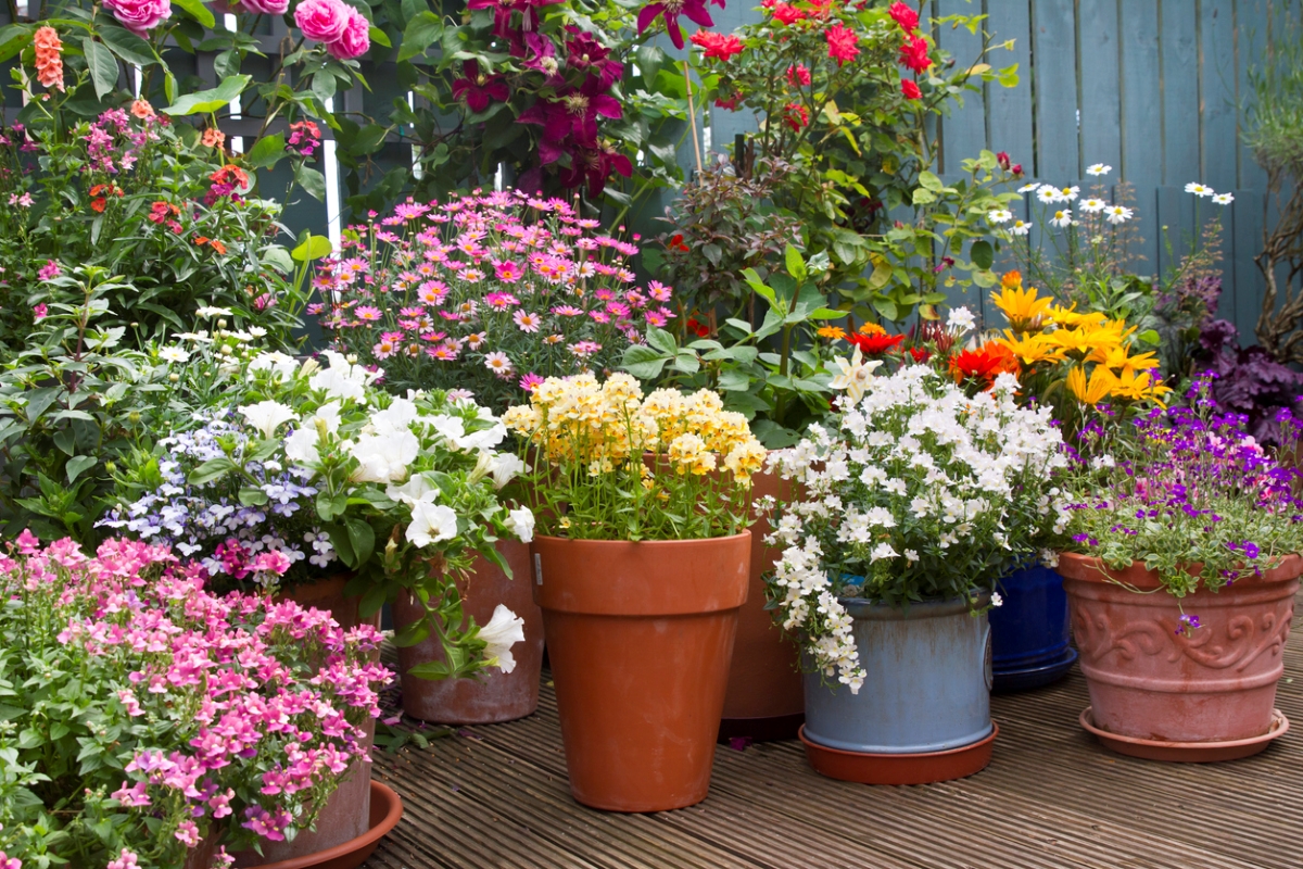 Various potted flowers on deck