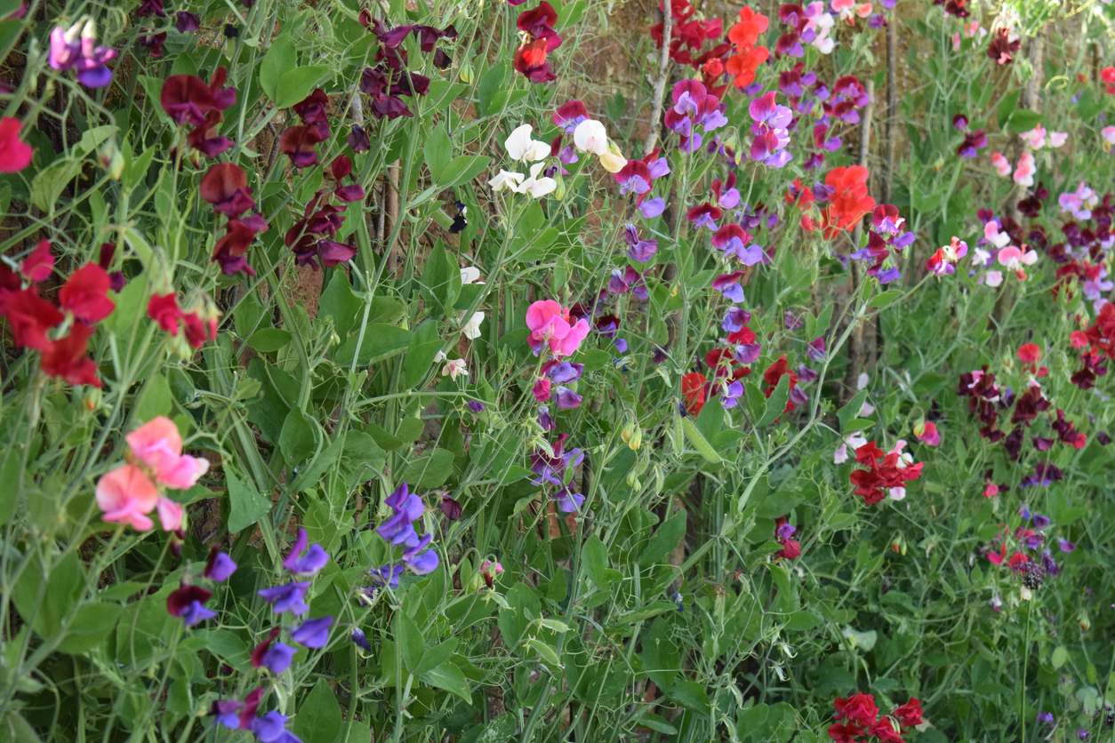 wall of sweet pea flowers in red purple and white
