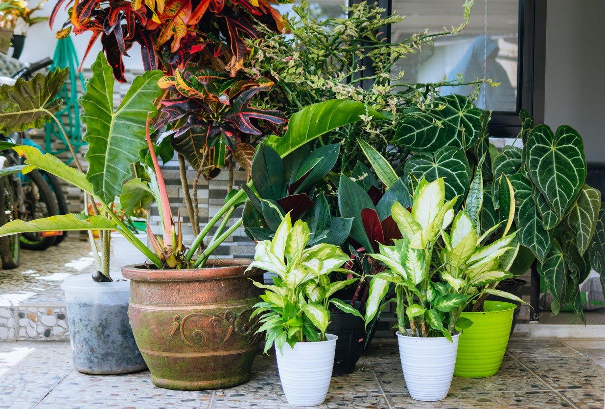 A collection of pooted plants on a sunny patio.