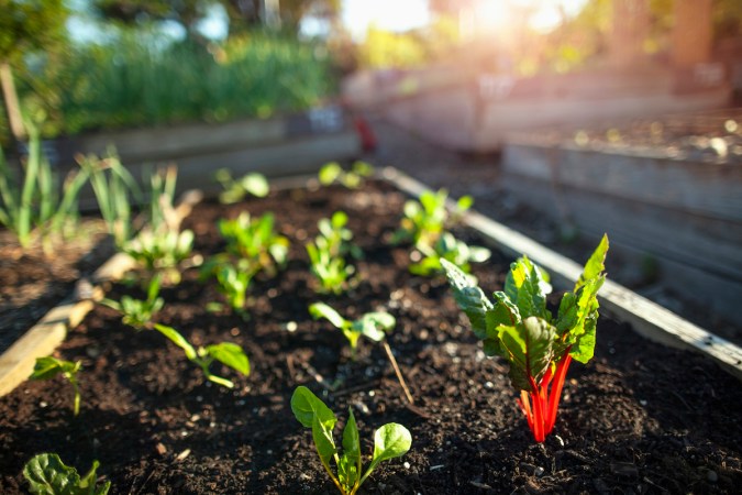 10 Vegetables to Plant in Winter, No Matter Where You Live
