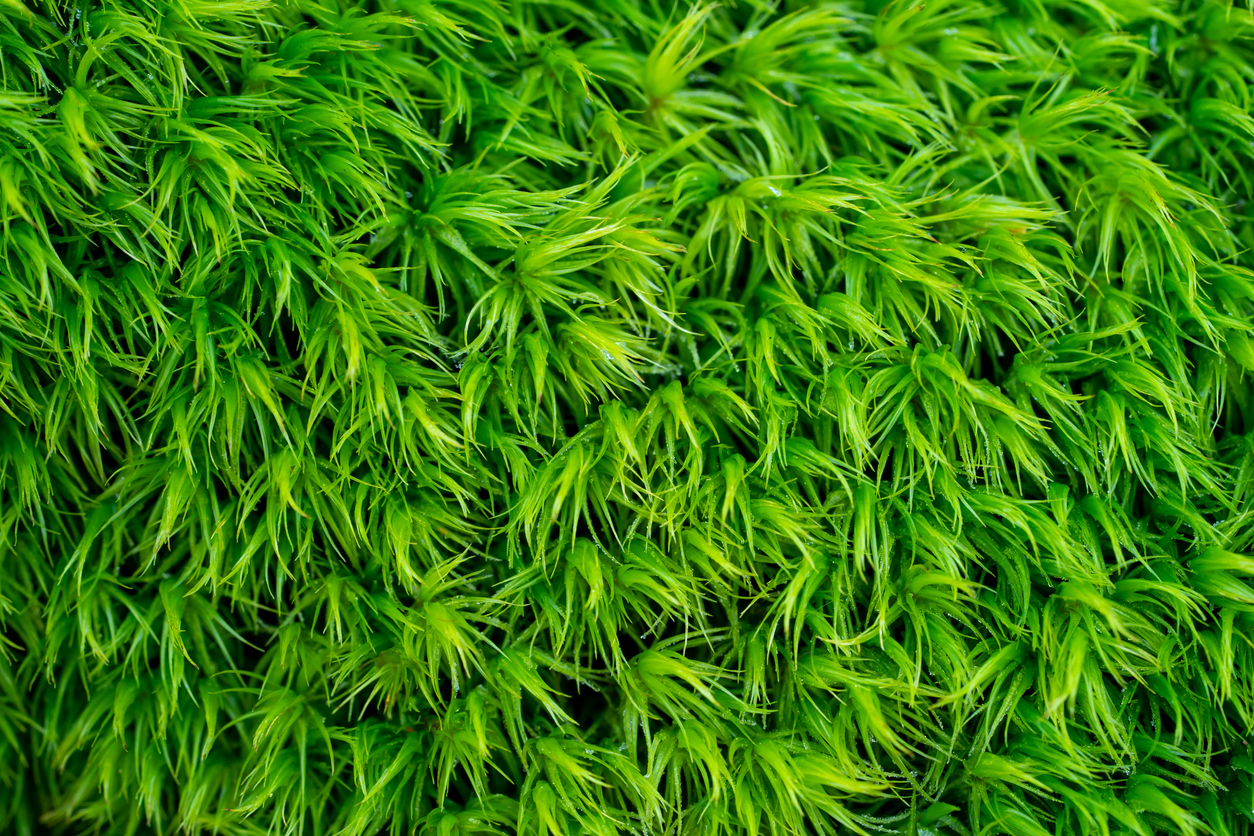 Close up of green moss with light green strands.