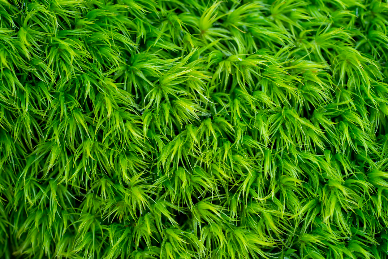 close up of moss with light green strands
