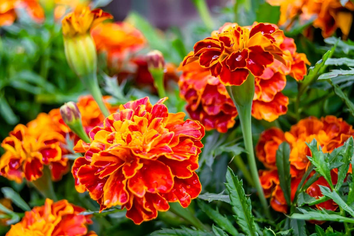 Closeup of red and gold-colored marigold flowers