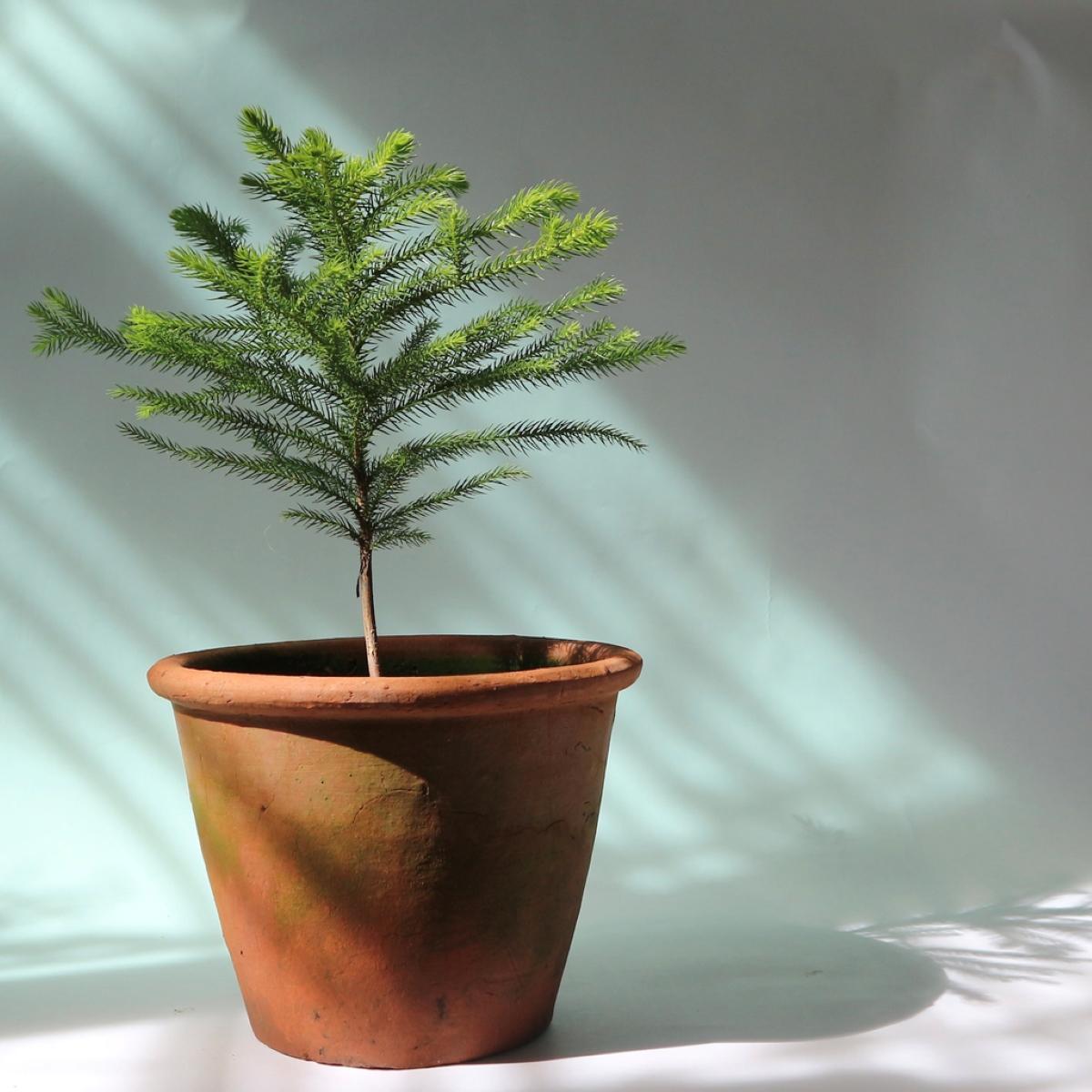 Norfolk island pine tree in pot